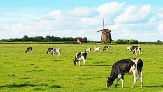 Dairy Background Small Mondial Foods