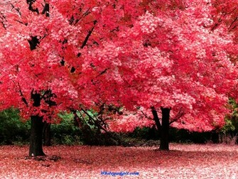 Beautiful Place Wallpaper Image Jpg