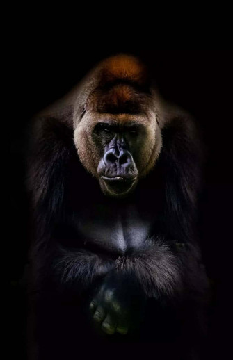 iPhone Xs Max Gorilla Background With Reddish Head Wallpaper