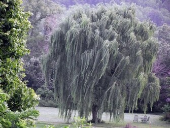 Weeping Willow Wallpaper