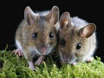 Rodent Hamster Couple Beautiful Desktop Wallpaper Hq