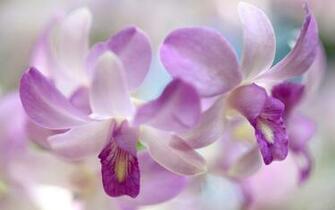 Orchids Wallpaper Best