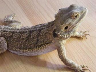 Bearded Dragon HD Wallpaper