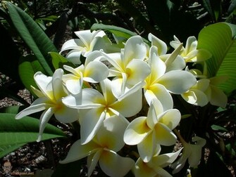 Frangipani Flowers Wallpaper