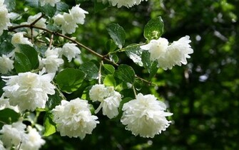Jasmine Flowers HD Wallpaper