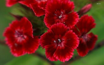 Sweet William Wallpaper