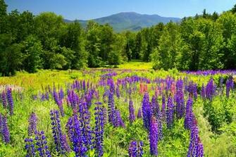 Mountain Meadow Wallpaper HD Desktopinhq