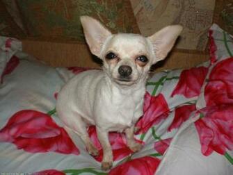 The Chihuahua Dog Desktop Wallpaper Pictures Online For Pc