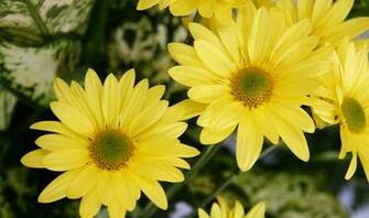 Yellow Daisies Sfondi Desktop