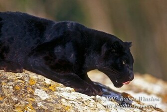Black Leopard Wallpaper Zoom