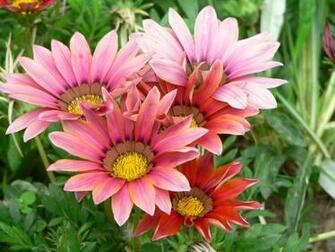 Flowers For Flower Lovers April