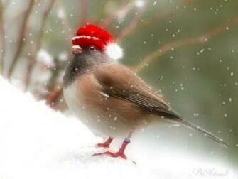 Holidays Funny Unusual Pictures