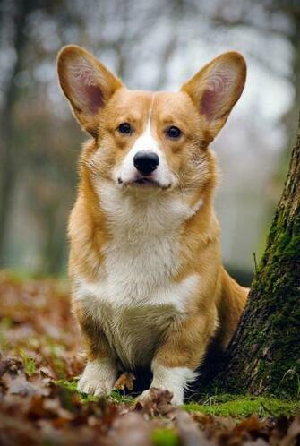 Corgi Wallpaper HD Android Apps On Google Play