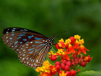 Butterflies On Flowers Wallpaper
