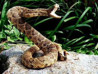 Rattlesnake Wallpaper