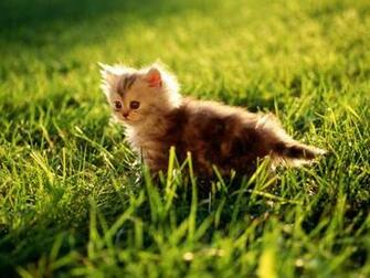 Field In Kitten Wallpaper