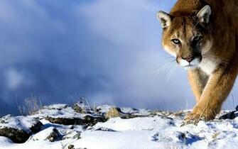 Animal Cougar Wallpaper