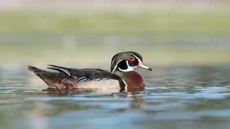 Wood Duck Wallpaper