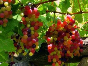 Tag Red Grapes Wallpaper Image Photos Pictures And Background