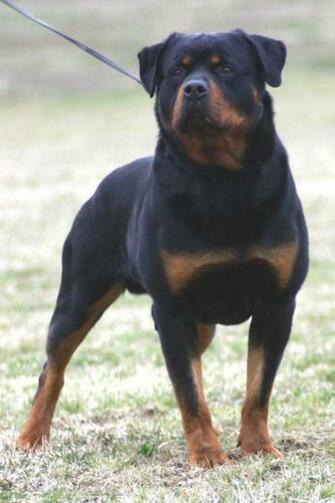 Rottweiler Wallpaper