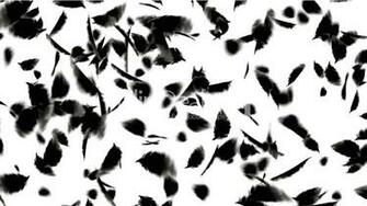 Black Bird Feathers Falling Fossil Plastic Duck Velvet