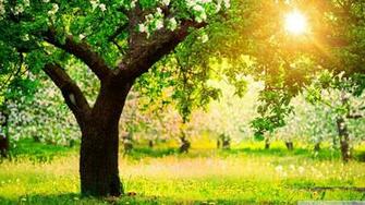 Hq Definition Beautiful Sunny Day Wallpaper For Photos