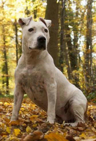 Staffordshire Terrier Pit Bull HD Wallpaper Animals