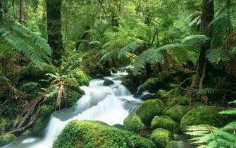 Beautiful Wallpaper And Image Waterfall Jungle
