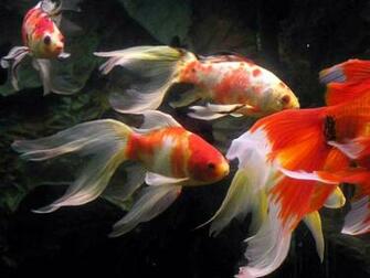 Goldfish Wallpaper For Windows Interactive