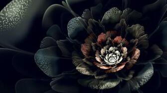 Black Rose Wallpaper HD Net