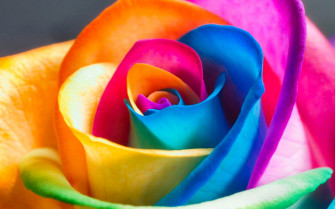 Colorful Flowers Wallpaper HD