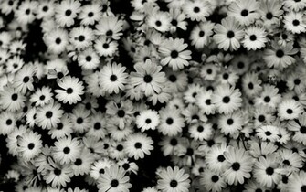 Black White Jeu Pc Image Vid Os Astuces Et Avis