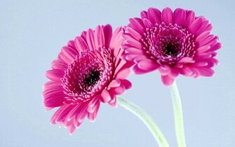 Tag Gerbera Flowers Wallpaper Background Photos Imageand