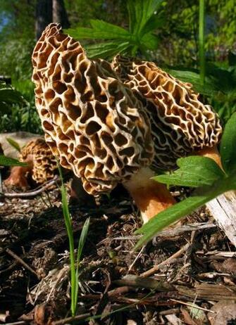 Mid Missouri Morels And Mushrooms Find Tattoo Design