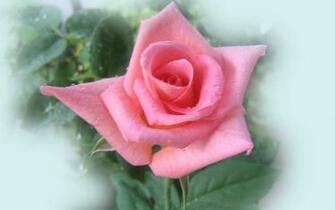 Tags Rose Wallpaper Pink Border