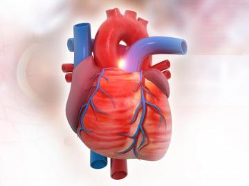 Aortic Arch Anatomy Function And Significance