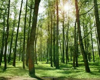 To Go Down Discover The Best Wallpaper Of Forest