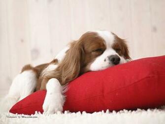 Photographs Of Pet Dogs Dog Lovely Puppy Desktop
