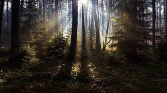 Black Forest Wallpaper