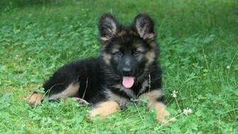 German Shepherd Wallpaper HD Dogs Most