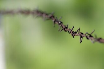 Wallpaper Green Macro Barbed Wire