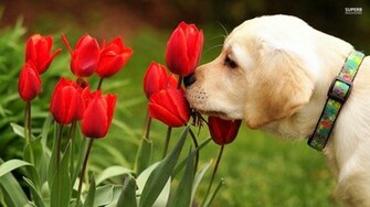 Golden Retriever Background Wallpaper 1080p