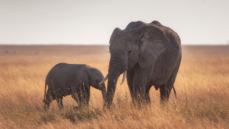 Baby Animal Elephant Wildlife 4k Rare Gallery HD Wallpaper