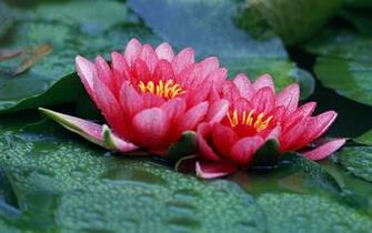 Lotus Flowers Wallpaper HD Topwallpaper