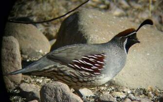 Quail Wallpaper And Background Animals Town