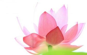 Ancient Pink Lotus Wallpaper The Pond