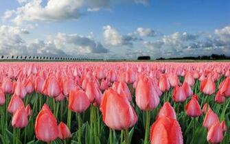 Spring Tulips Wallpaper Mansion