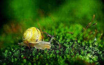 Source Url En Wallpaper 3d Ru Snail Crawling On The