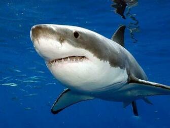 Awesome Shark Wallpaper In Really High Quality