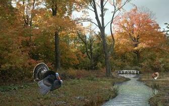 Wincustomize Explore Wallpaper Thanksgiving Scene